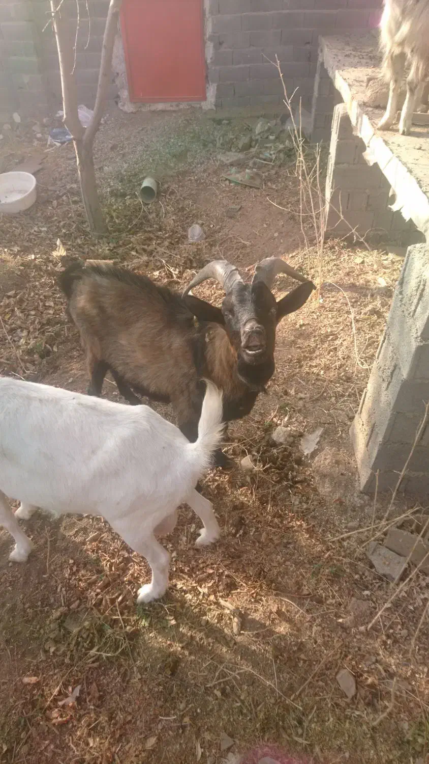 نربز آلپاین|حیوانات مزرعه|دماوند, دماوند|دیوار