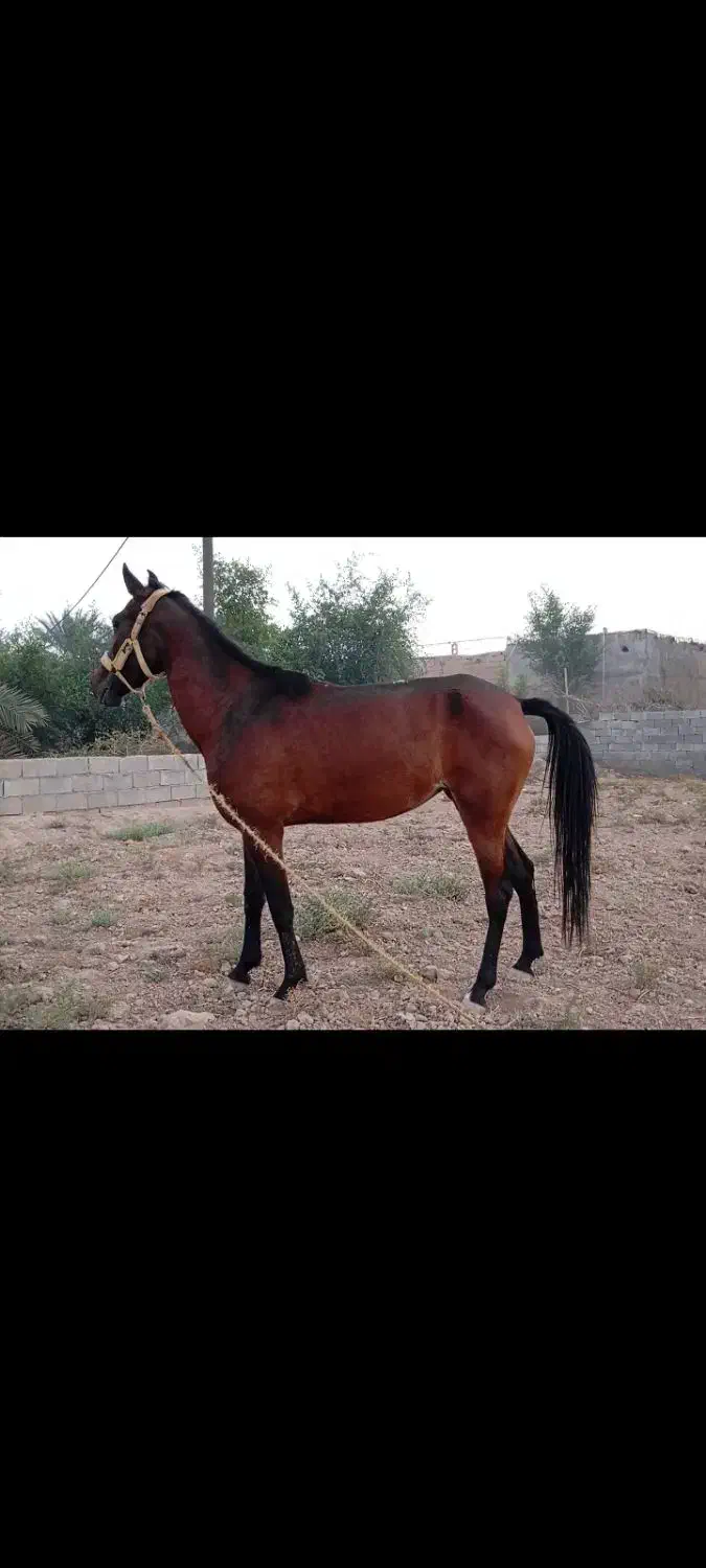 مادیون عربی|اسب و تجهیزات اسبسواری|شوشتر, |دیوار