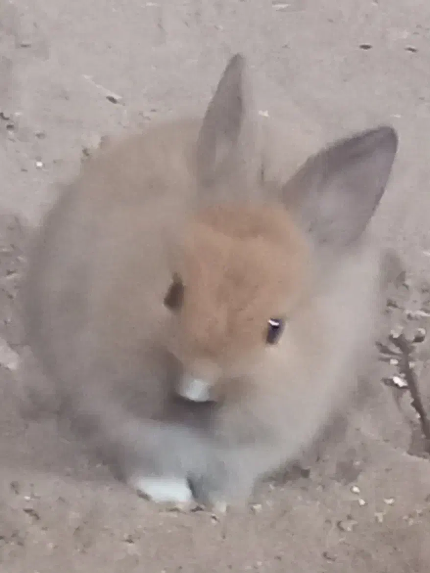 بچه خرگوش لوپ هلندی|موش و خرگوش|قم, شاه سید علی|دیوار