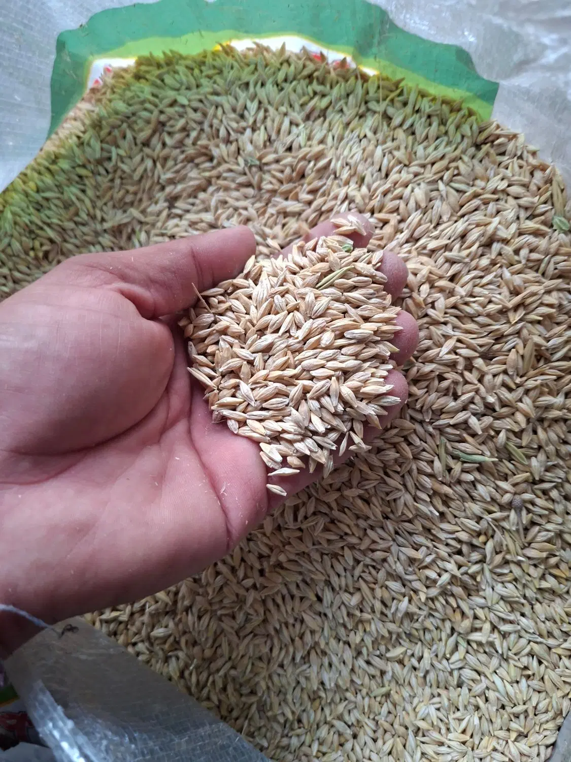 جو تمیز|خوردنی و آشامیدنی|مریوان, |دیوار