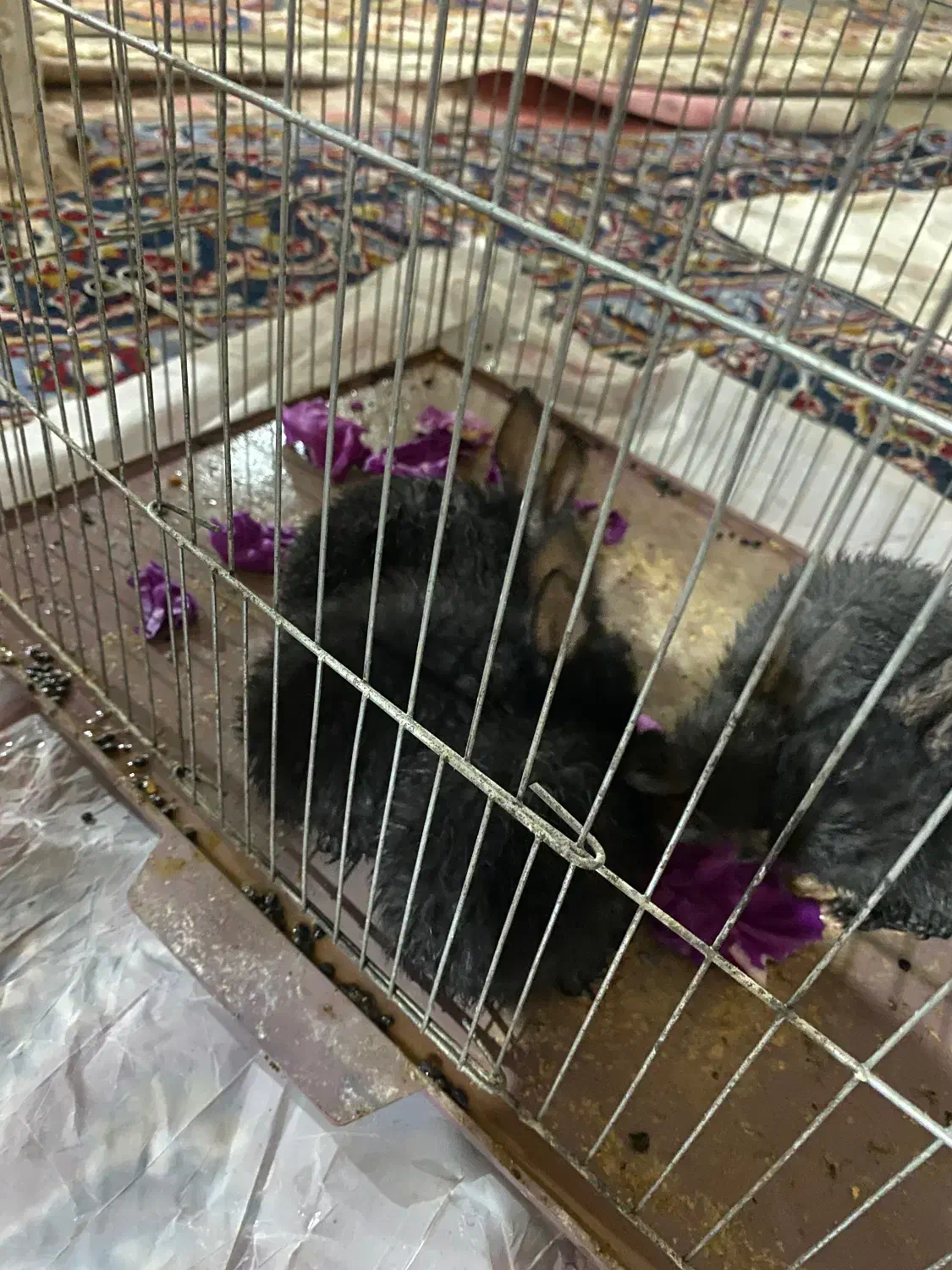 خرگوش|موش و خرگوش|خرمشهر, |دیوار