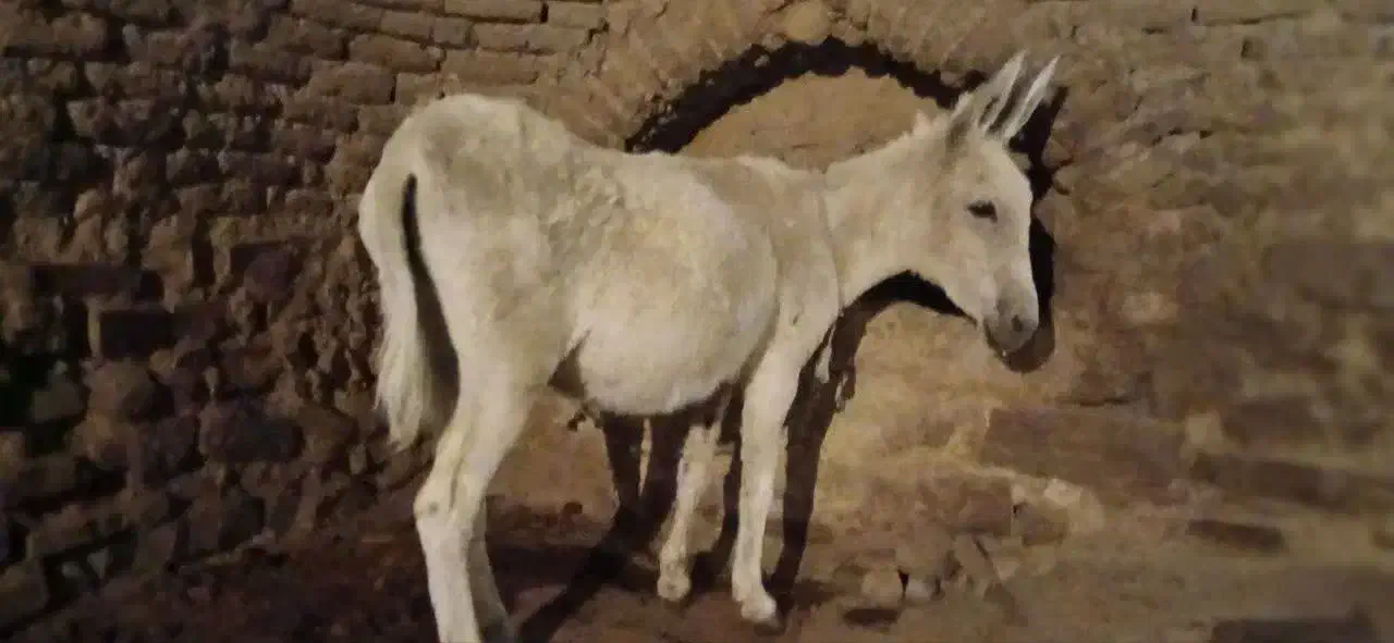 فروش خر|حیوانات مزرعه|فرمهین, |دیوار