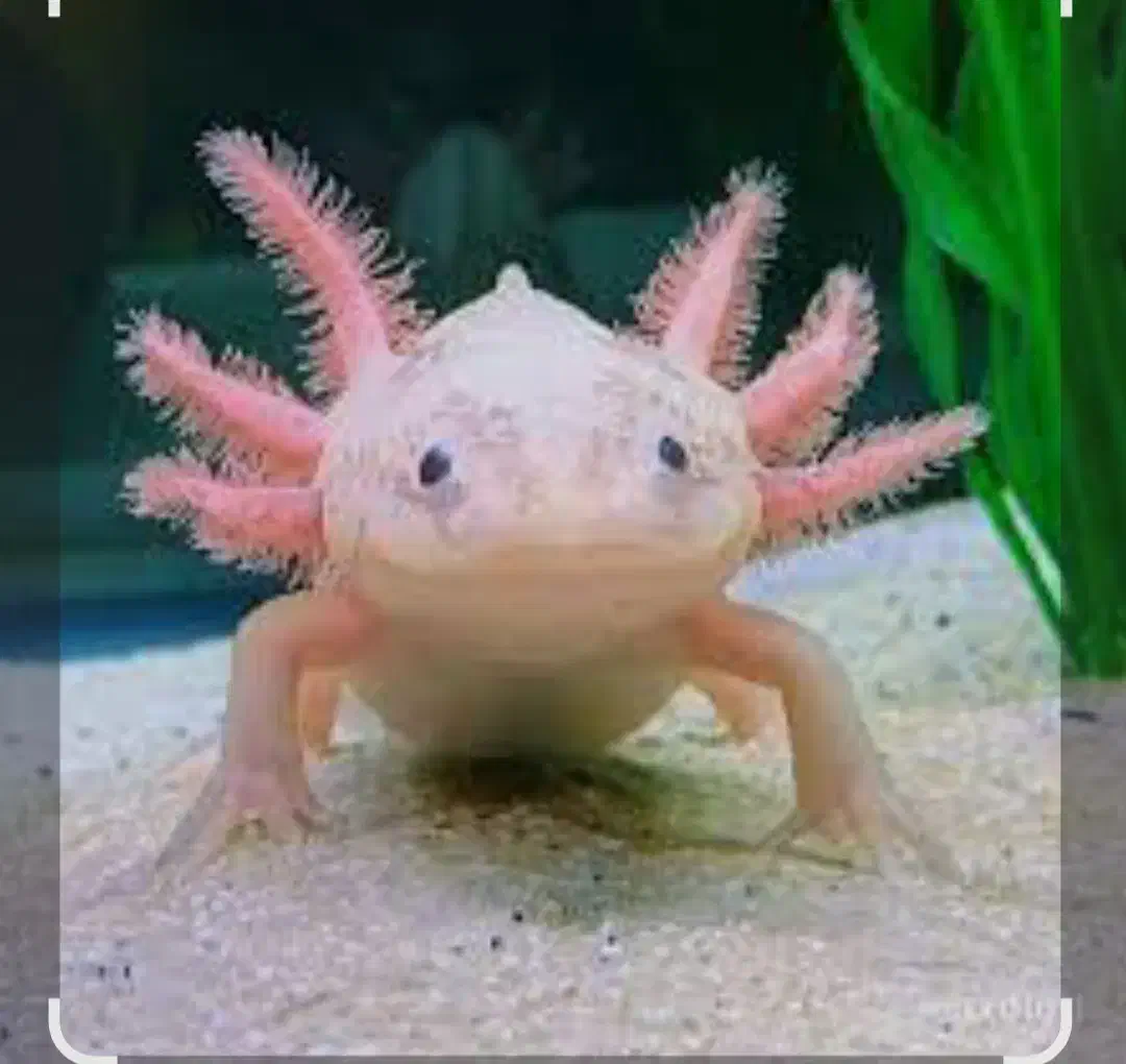 ماهی اروانا|ماهی|اردبیل, |دیوار