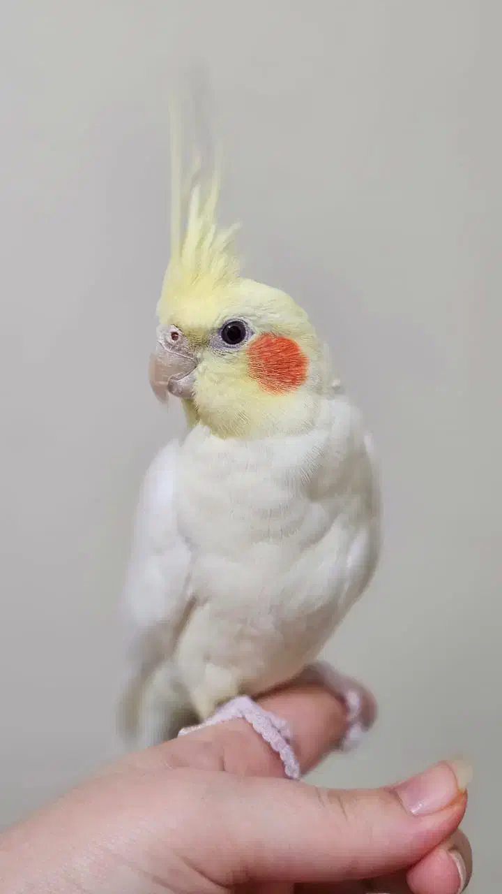 عروس هلندی|پرنده|خلخال, |دیوار