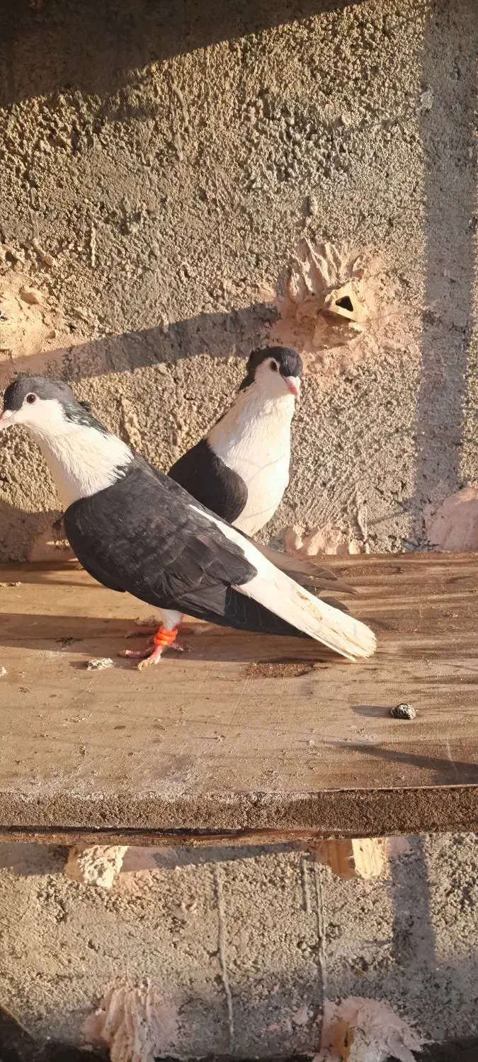 کبوتر|پرنده|نیشابور, فیض آباد|دیوار