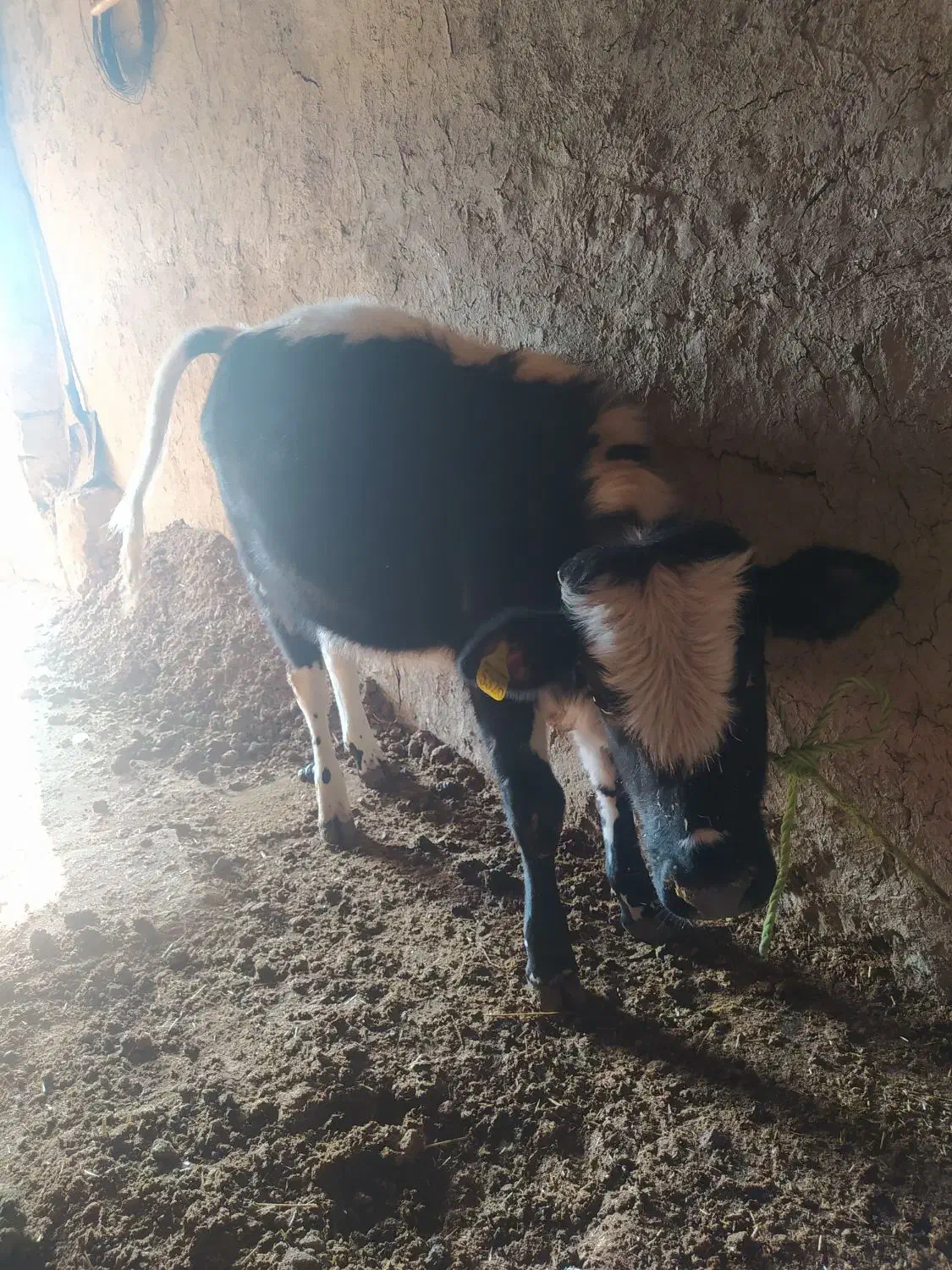 گوساله دورگه|حیوانات مزرعه|بیله سوار, |دیوار