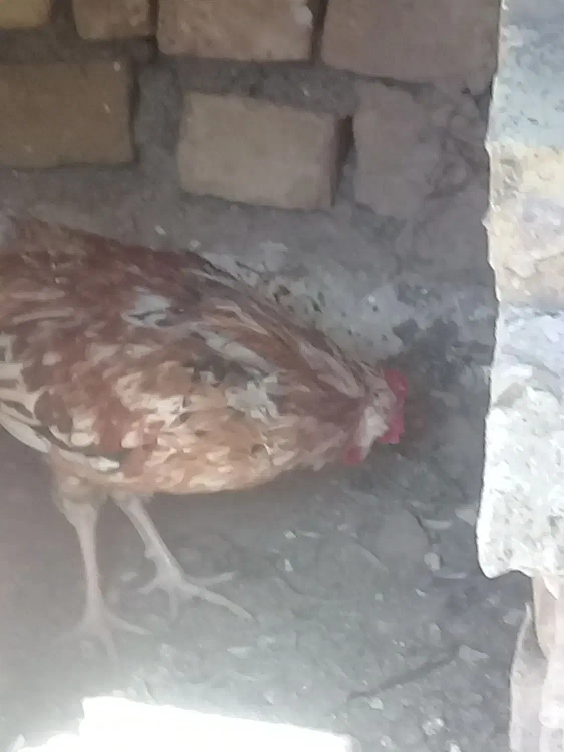 خروس گلین|حیوانات مزرعه|قم, ولیعصر|دیوار