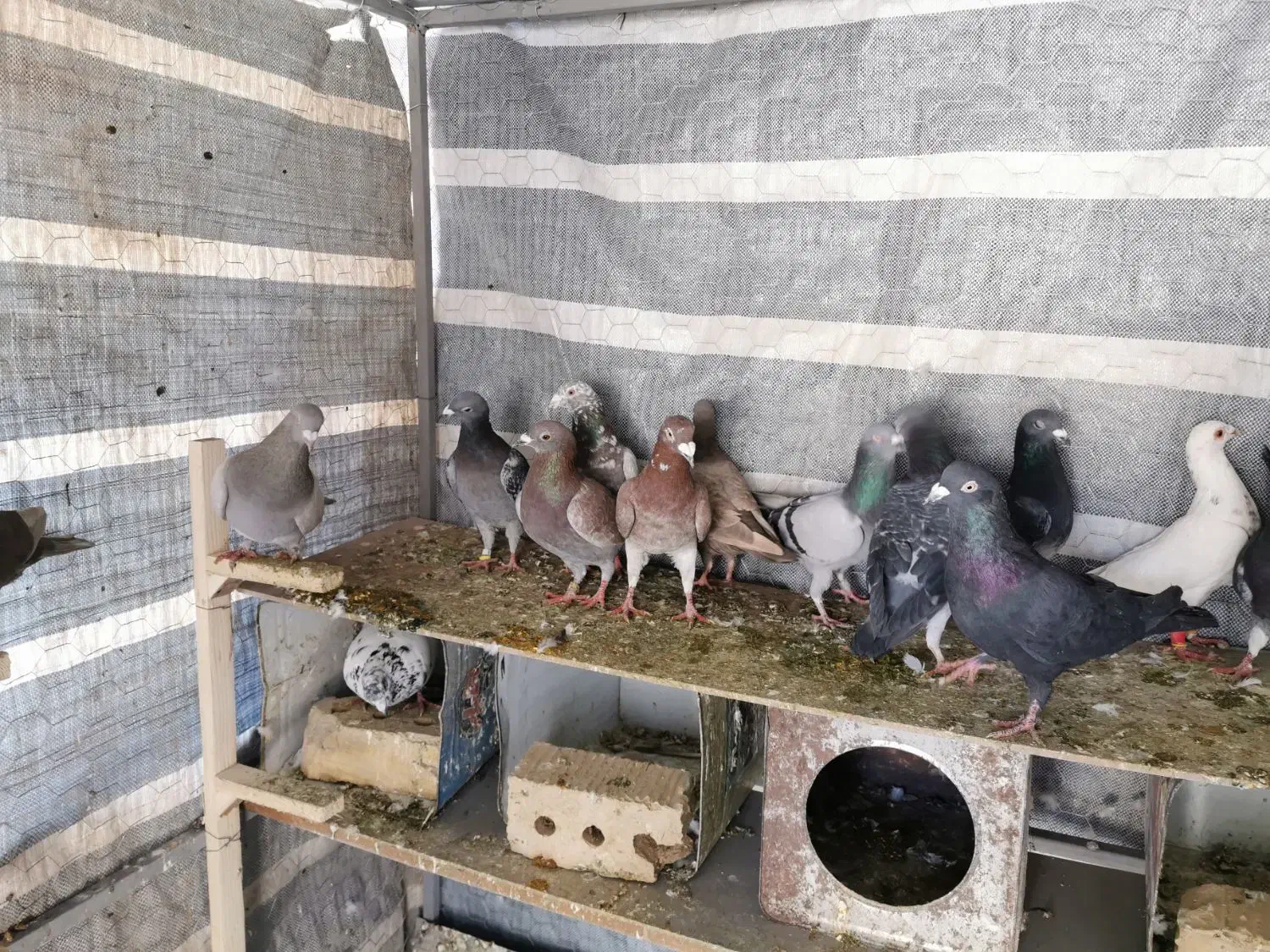 کبوتر پلاکی شهری بهبهونی|پرنده|شیراز, دشت چنار|دیوار