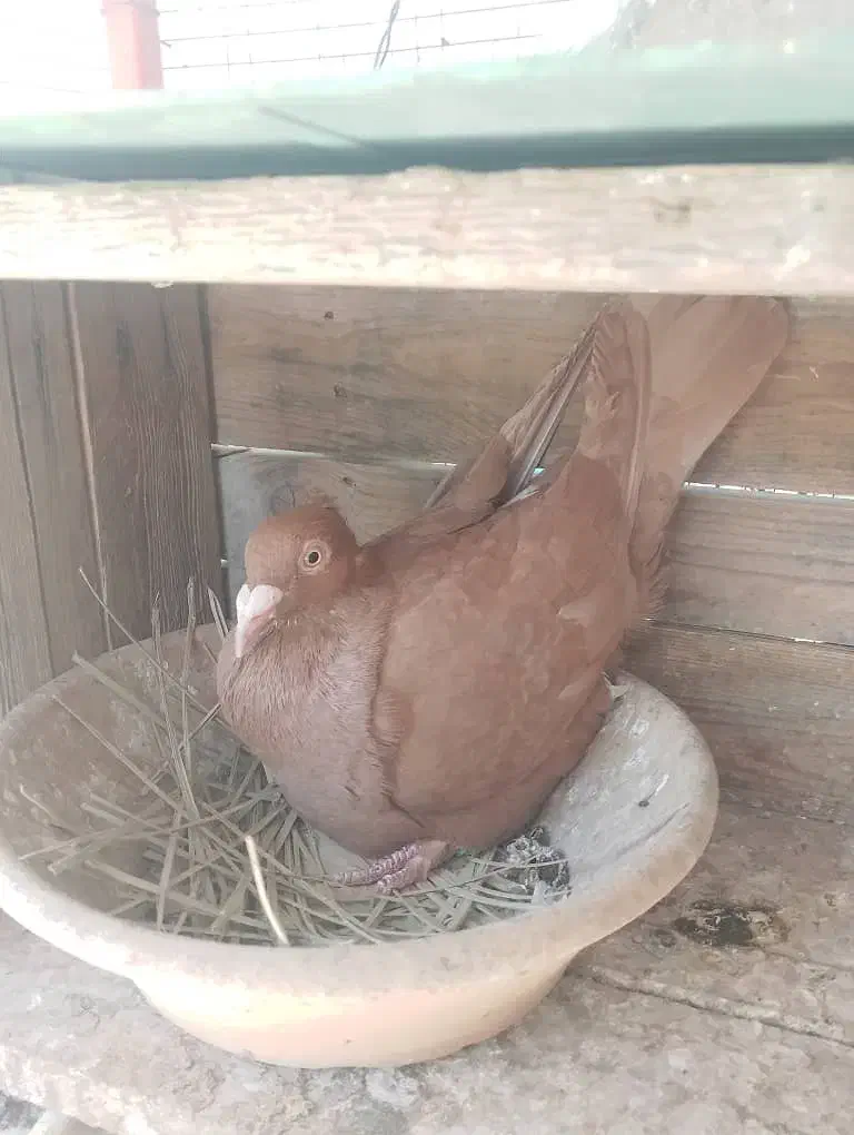 یهودی . پلاکی کاکل|پرنده|مهر, |دیوار