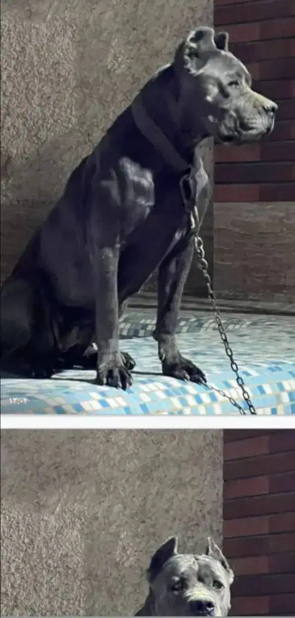 کن کورسو ماده ۱۴ماهه باسابقه یکبار زایمان سالم|سگ|کومله, |دیوار