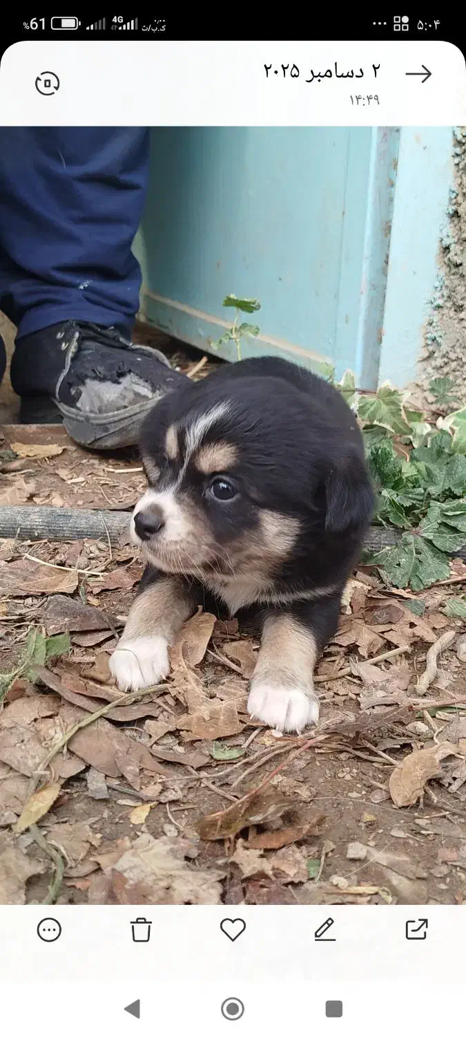 توله بردر کولی|سگ|تهران, سید خندان (جلفا)|دیوار