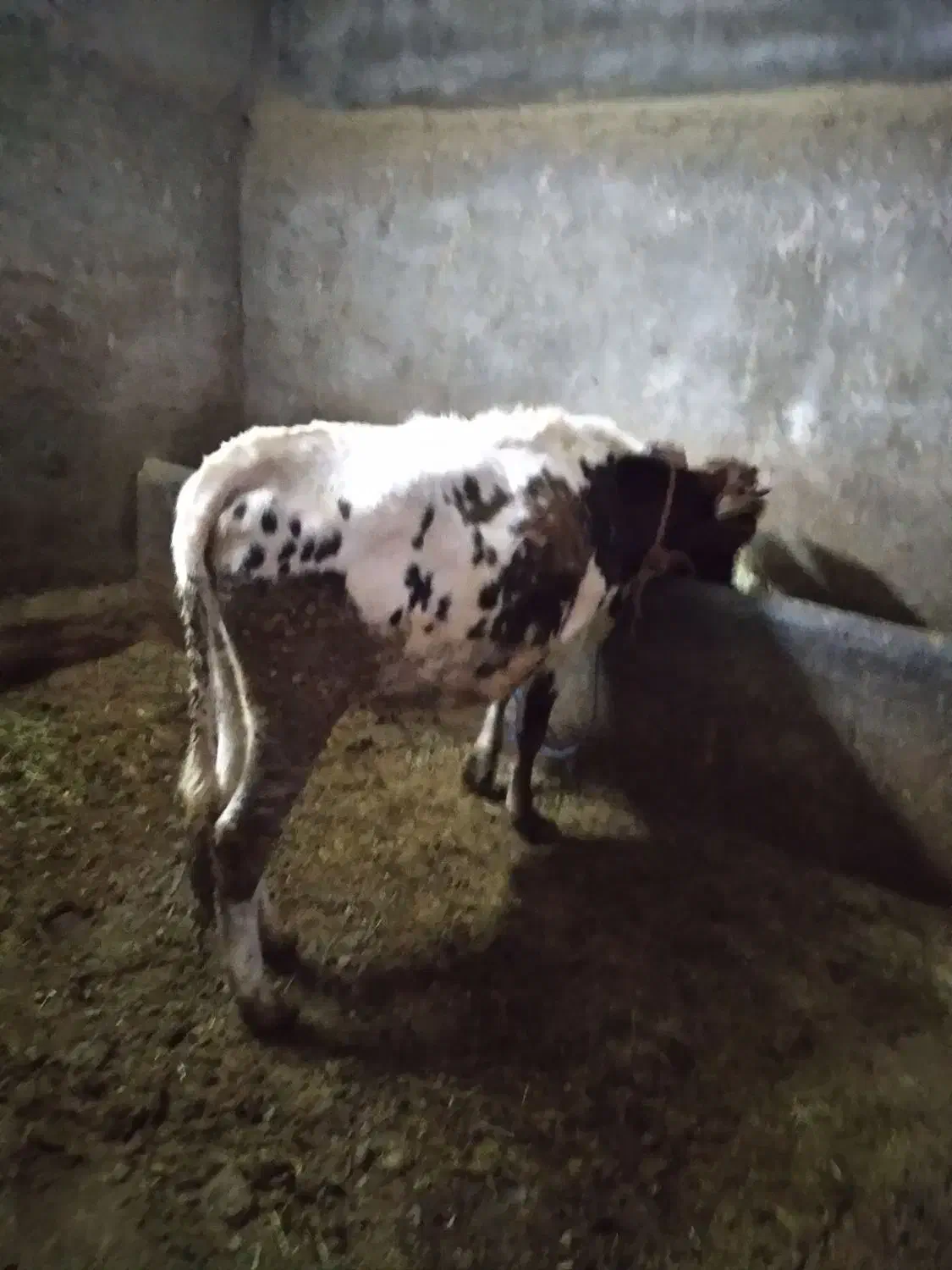 نوین|حیوانات مزرعه|حسین آباد, |دیوار