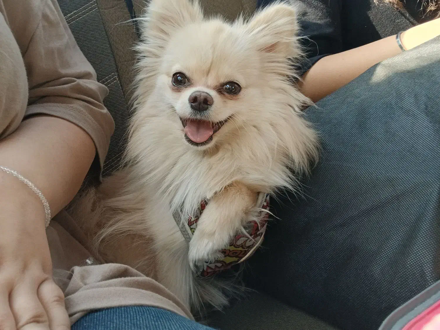 واگذاری سگ پامرنین روباهی موقتی|سگ|قوچان, |دیوار