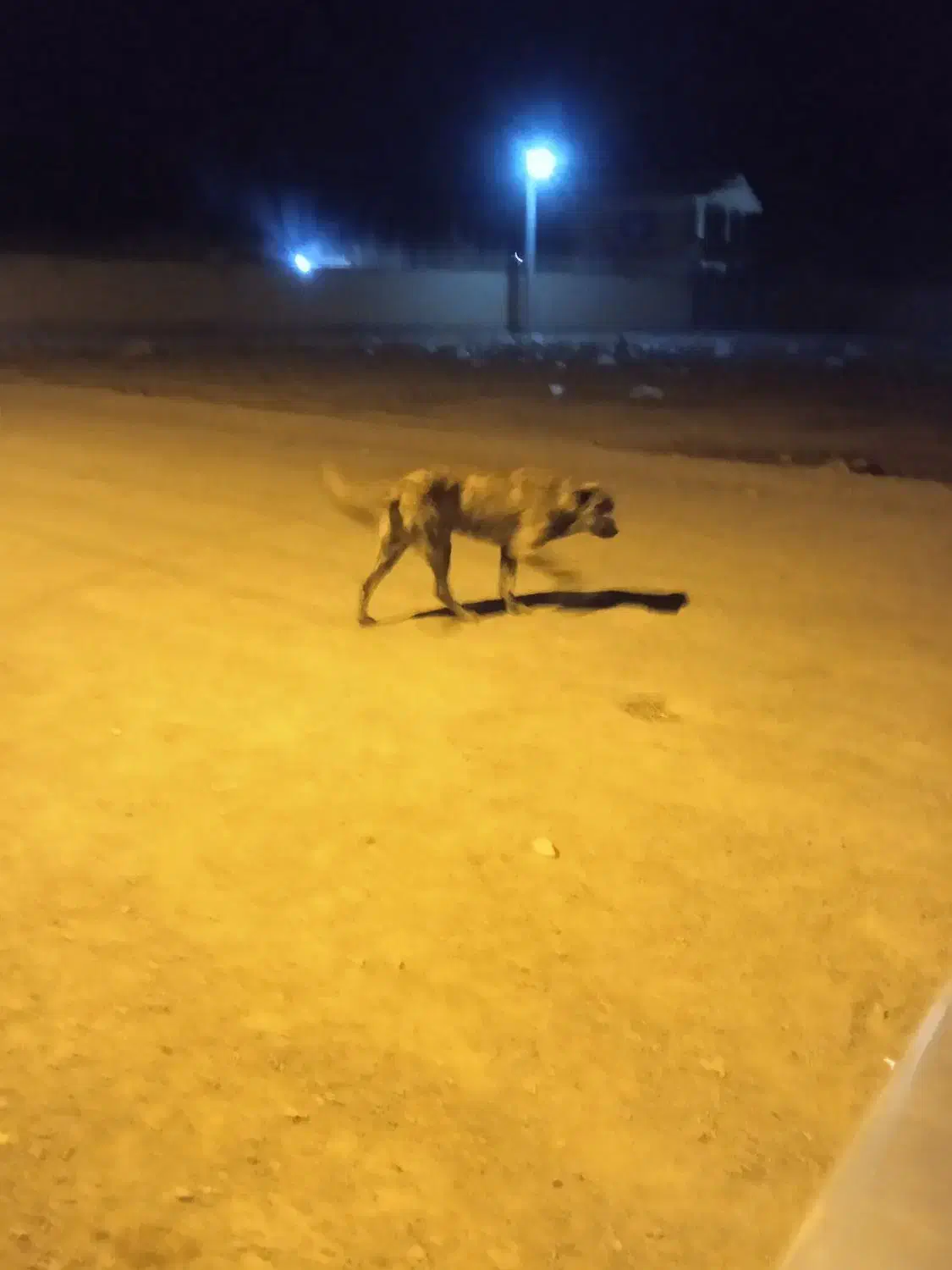 با سلام یک عدد کوله یک ساله ب شرط گله.|سگ|اراک, |دیوار