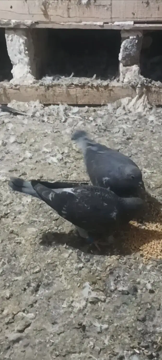 جوجه پلاکی|پرنده|هریس, |دیوار