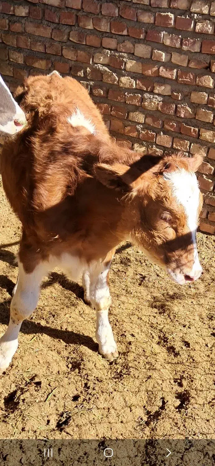 گوساله|حیوانات مزرعه|خوسف, |دیوار