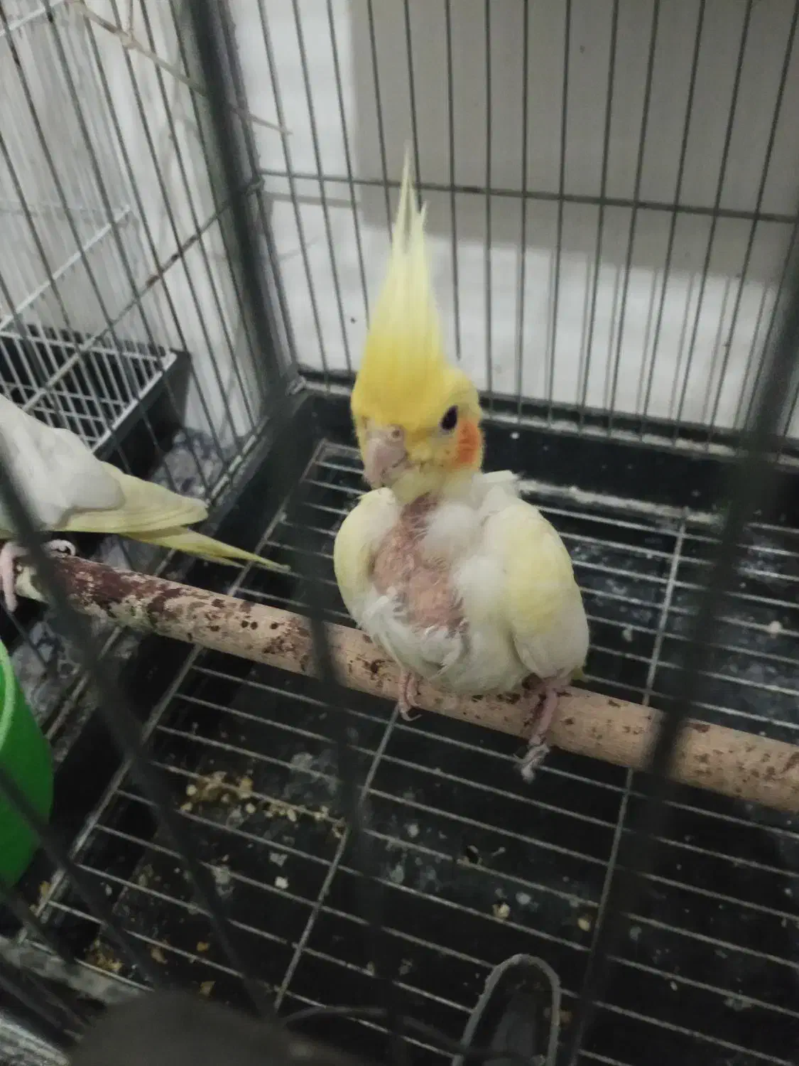 عروس هلندی|پرنده|تربت جام, اسماعیل آباد|دیوار