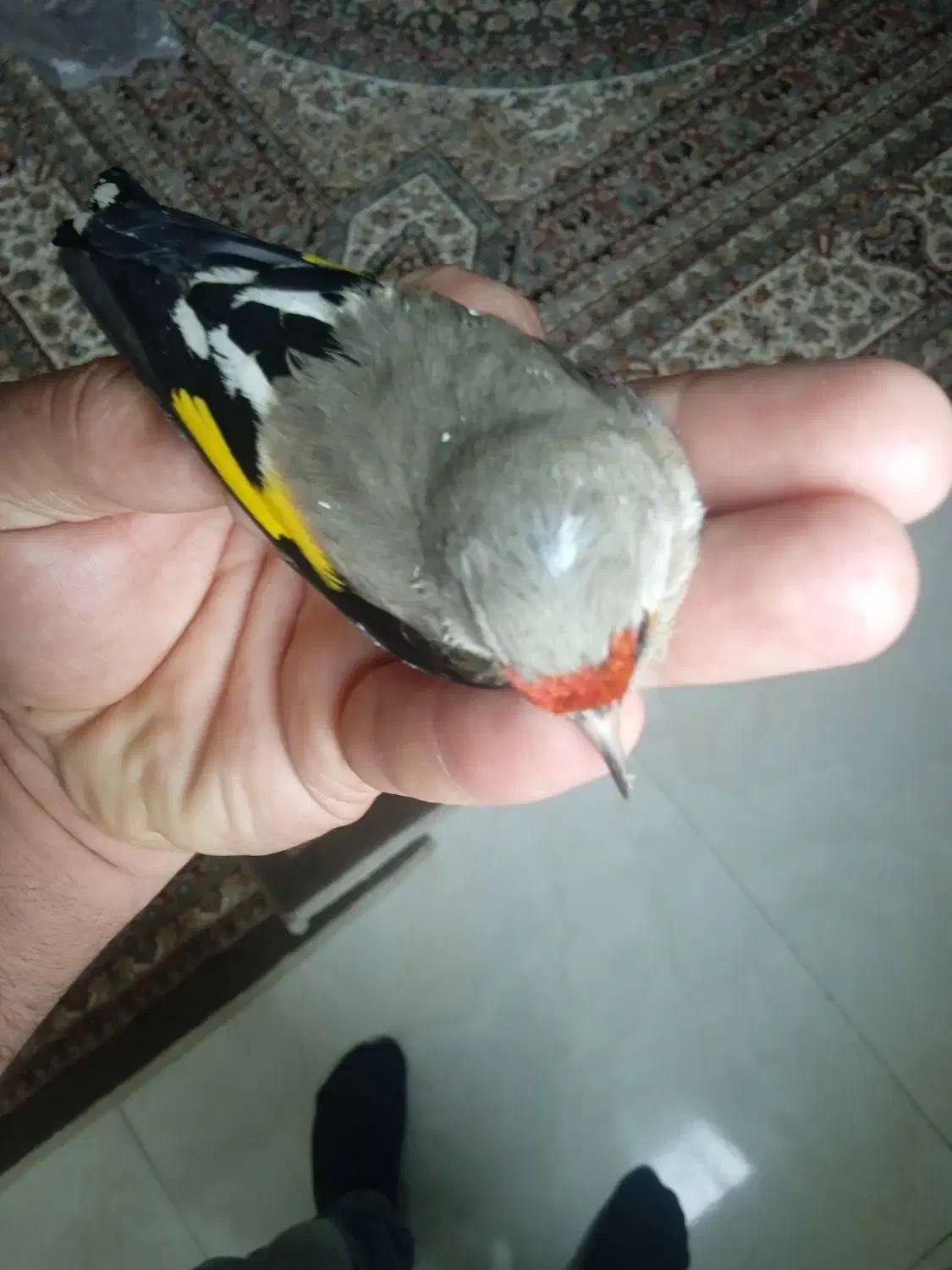 سهره دوگ کرمانی نشون دار|پرنده|جوادآباد, |دیوار