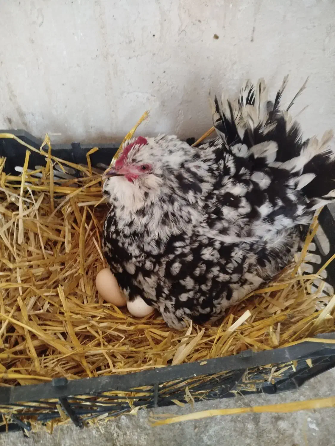 مرغ گلین|حیوانات مزرعه|جوکار, |دیوار