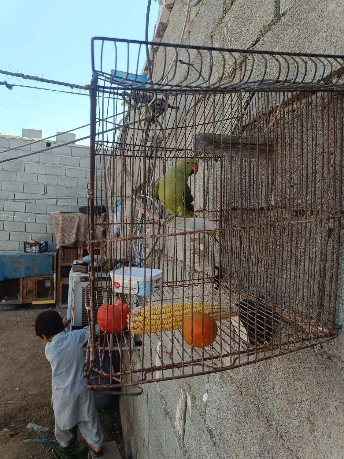 طوطی ماده|پرنده|چابهار, |دیوار