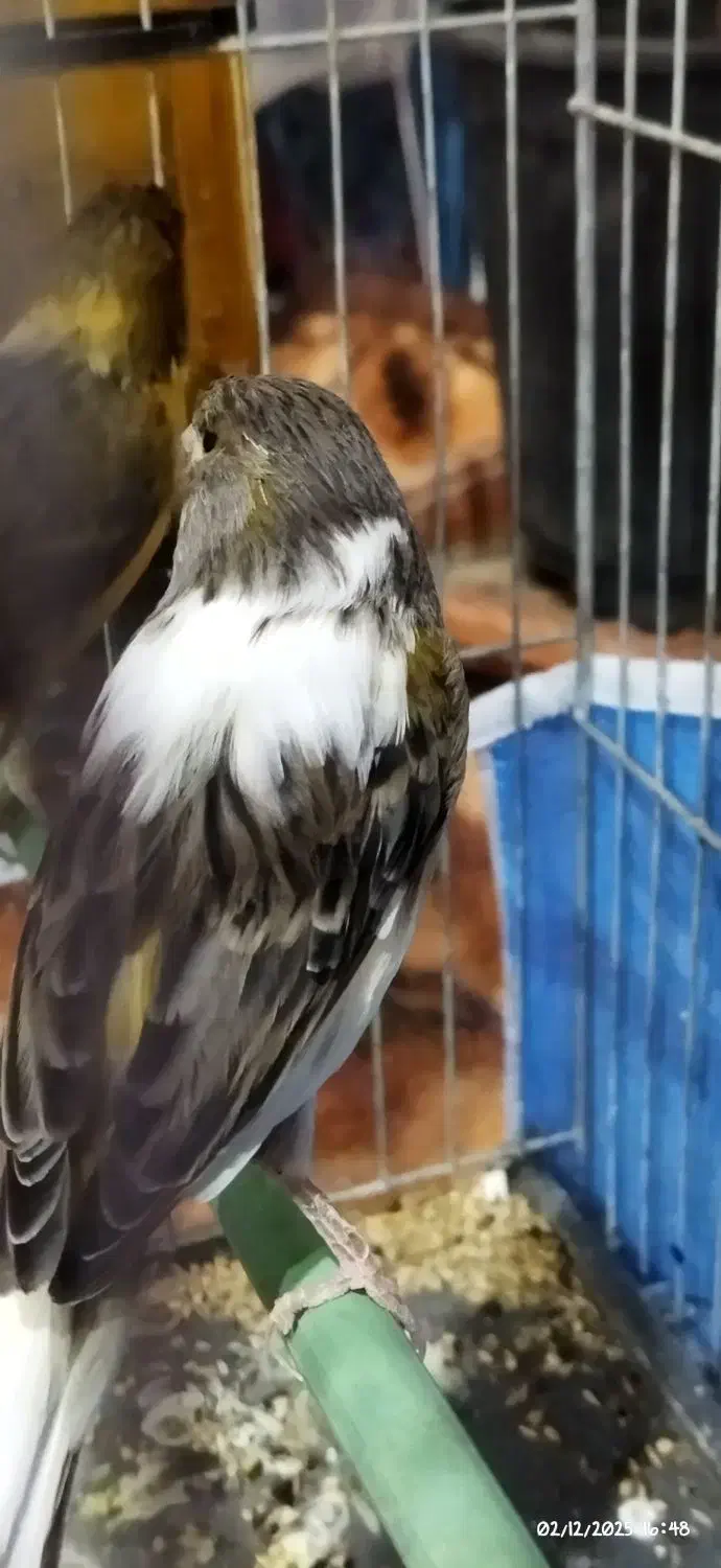 قناری|پرنده|ملکان, |دیوار