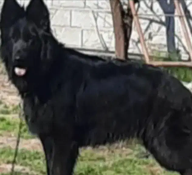 ژرمن بلک|سگ|آستانه اشرفیه, |دیوار