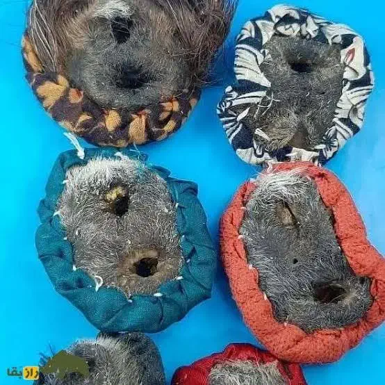 انواع م ه ره|بدلیجات|تربتحیدریه, باغ سلطانی|دیوار