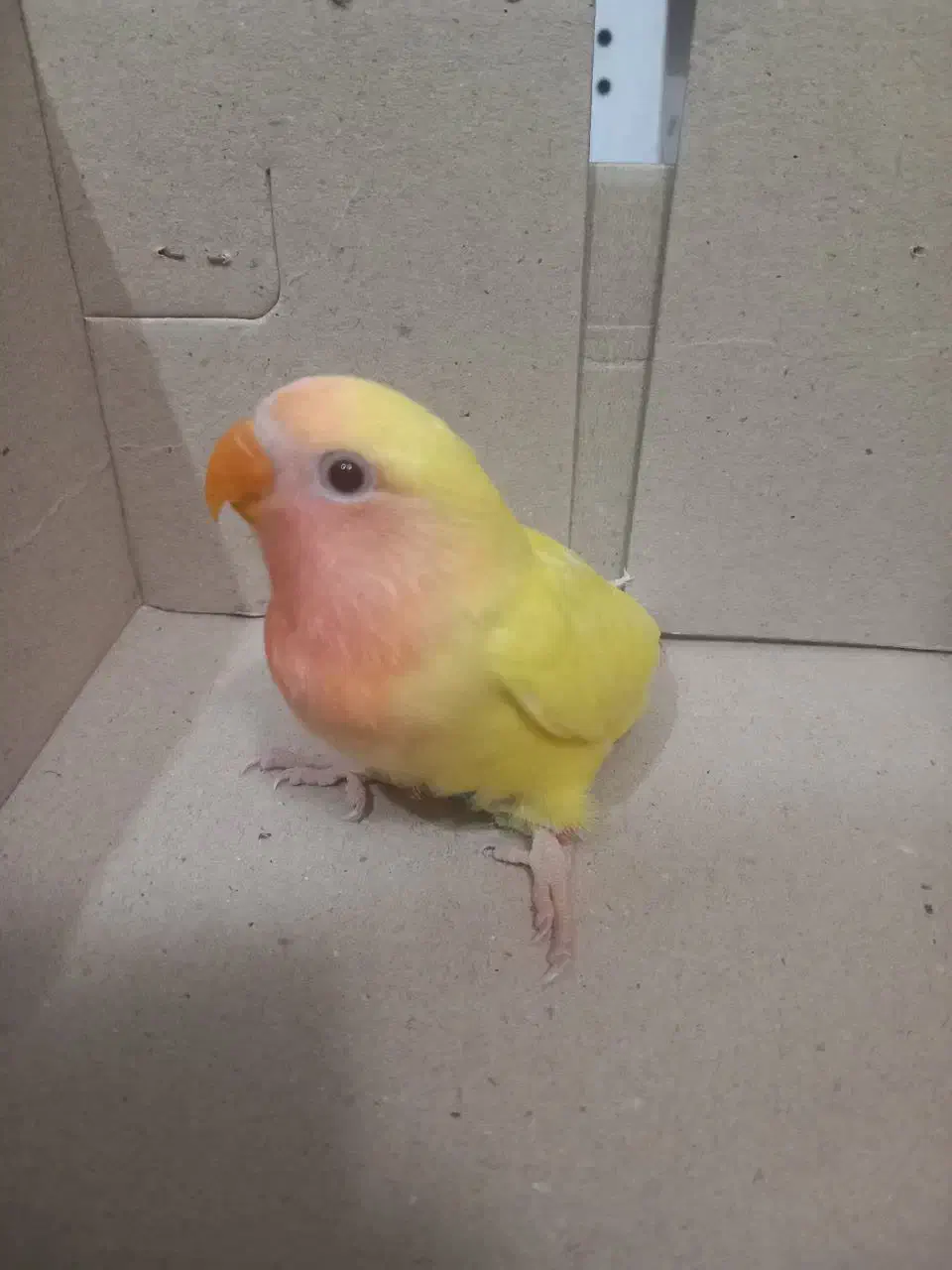 کوتوله|پرنده|مشهد, تلگرد|دیوار