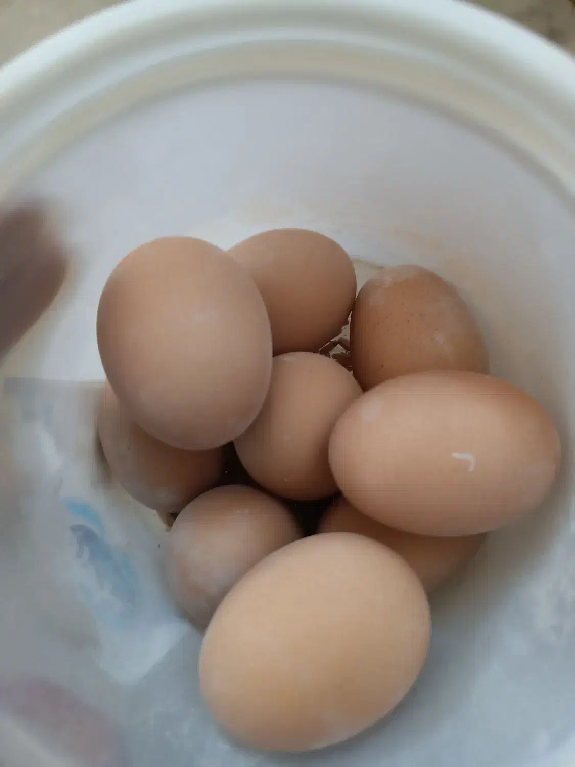 تخم مرغ برهما لایت|حیوانات مزرعه|قم, قلعه صدری|دیوار