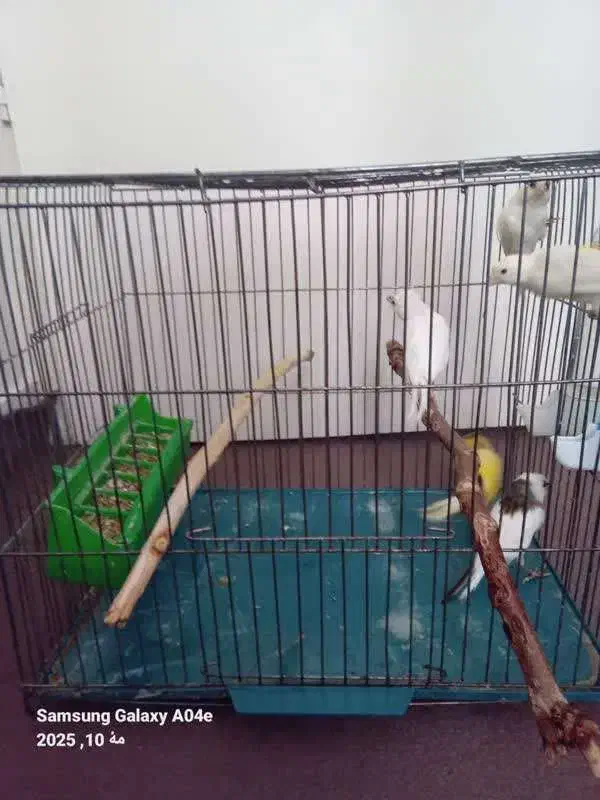 فروش قناری نر و ماده|پرنده|پردیس, فاز ۱|دیوار