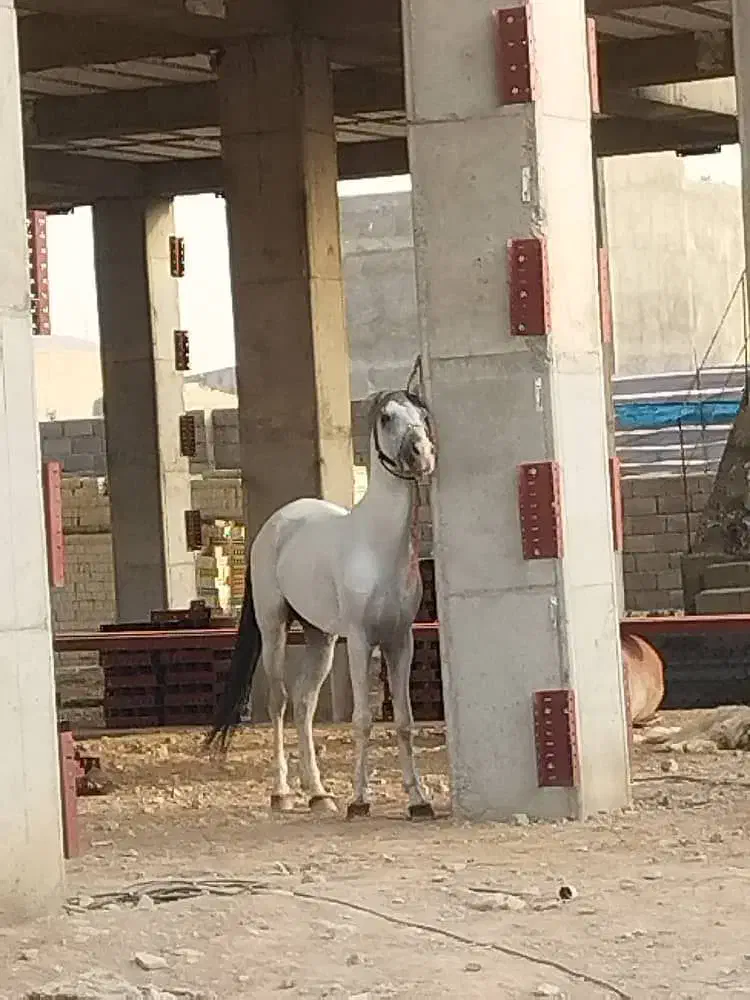 فروش اسب عرب|اسب و تجهیزات اسبسواری|نظرآباد, نظرآباد|دیوار