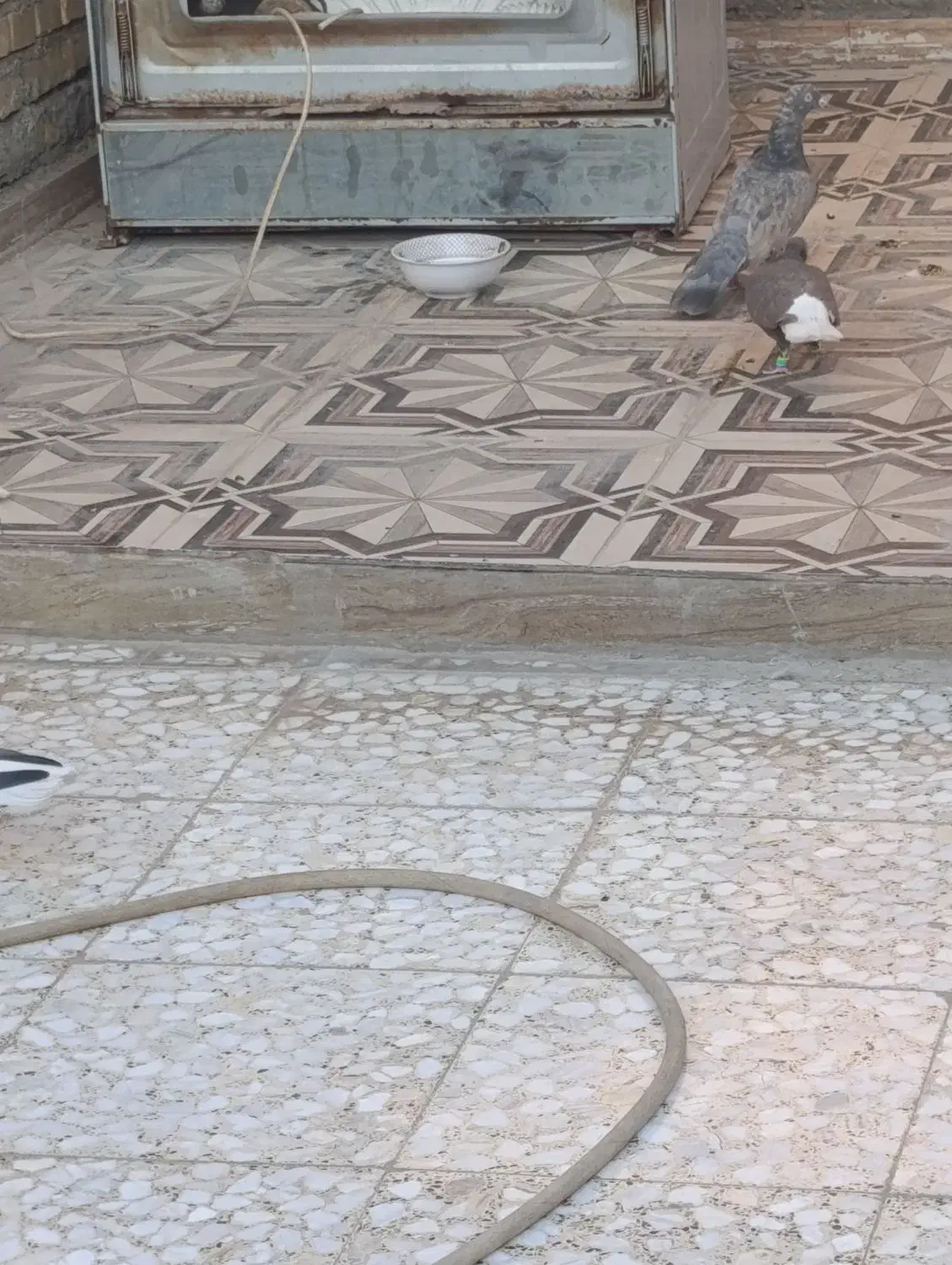 سوسنگرد|پرنده|سوسنگرد, |دیوار