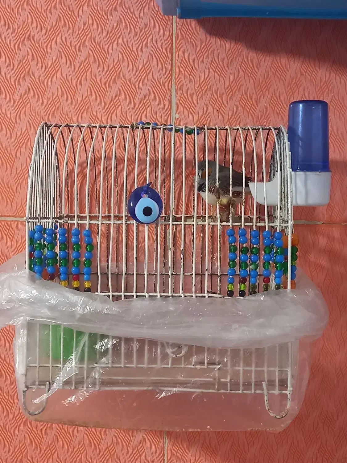 فچ نر|پرنده|اهواز, منبع اب|دیوار