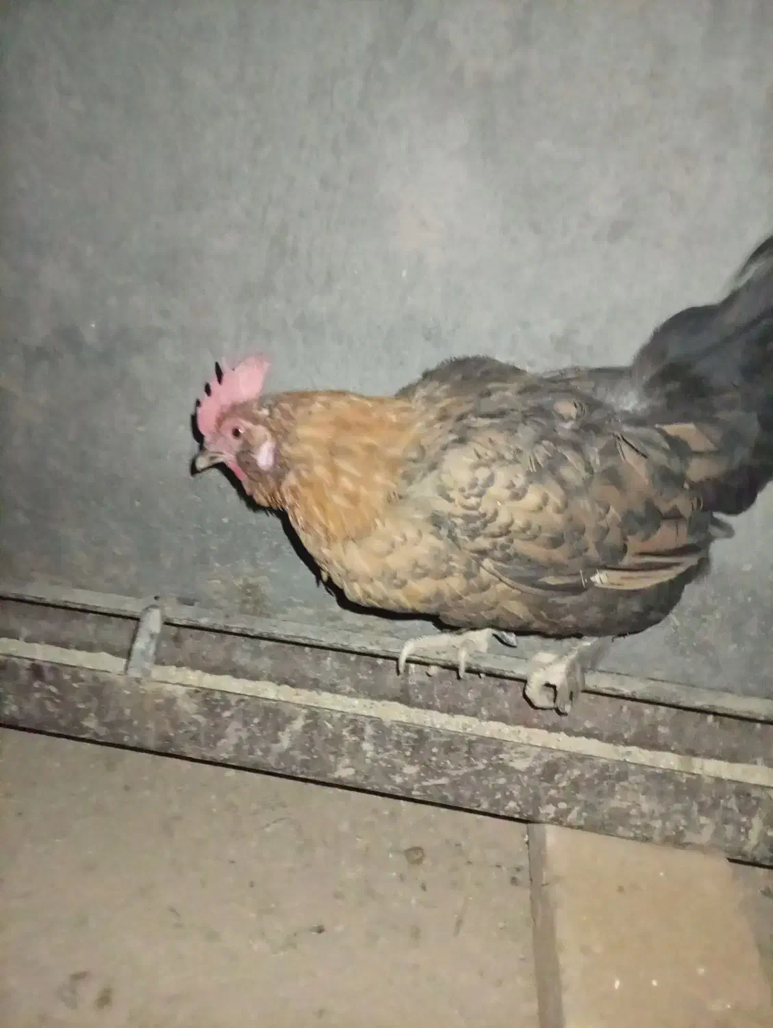 مرغ و خروس|حیوانات مزرعه|یزد, |دیوار