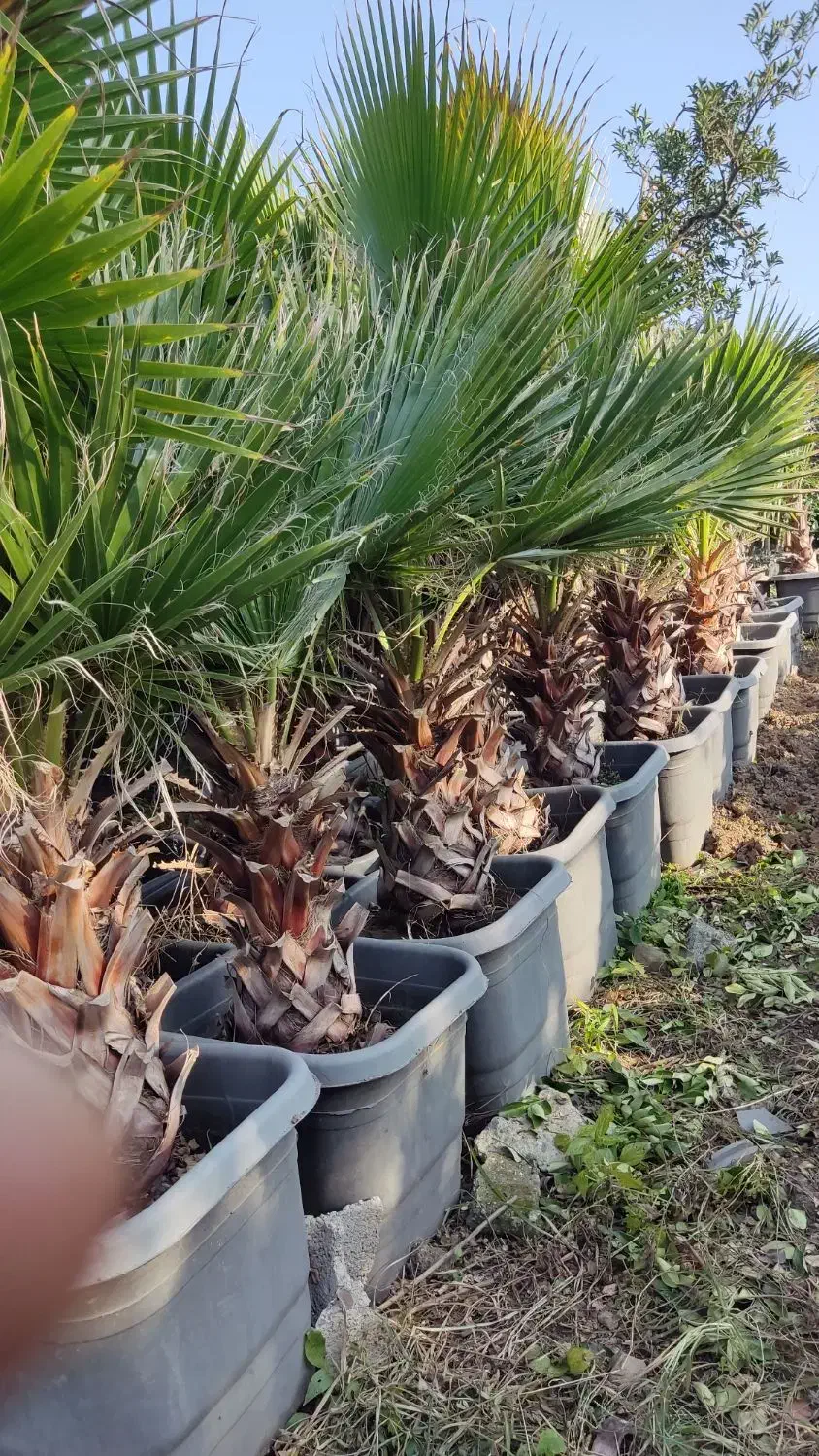 گل و گیاه لوکس|خدمات باغبانی و درختکاری|چابکسر, |دیوار