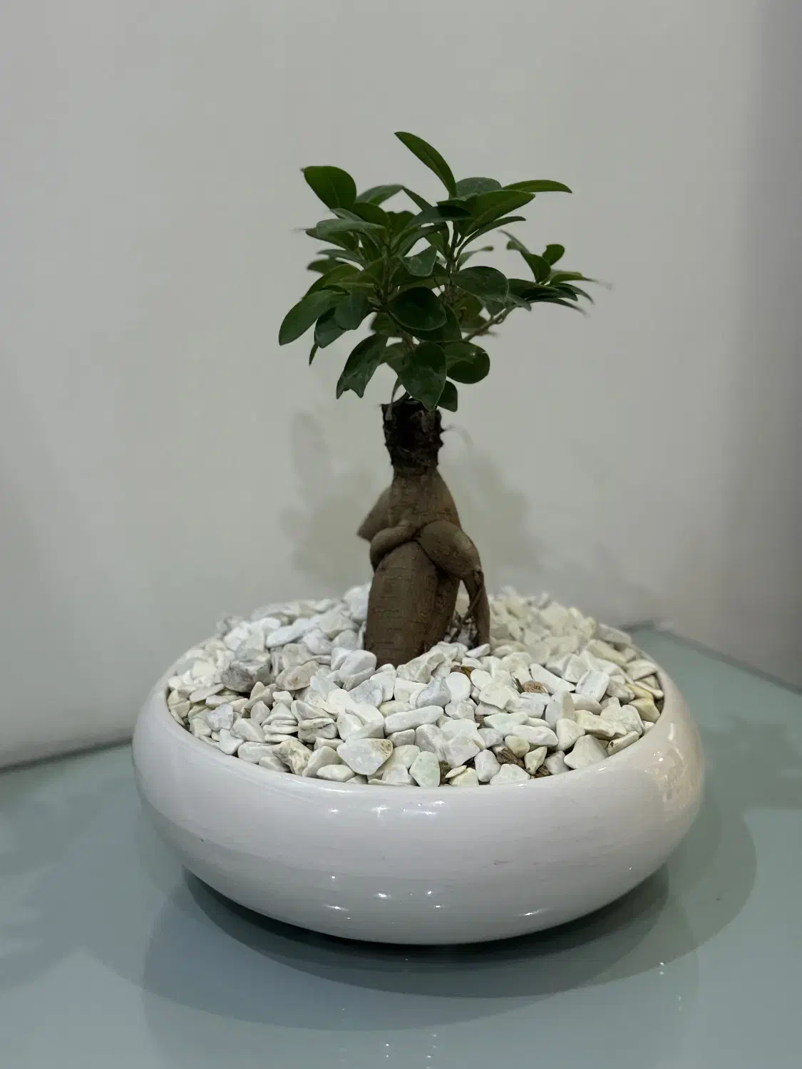 گل بنسای|گل و گیاه طبیعی|تهران, فلاح|دیوار