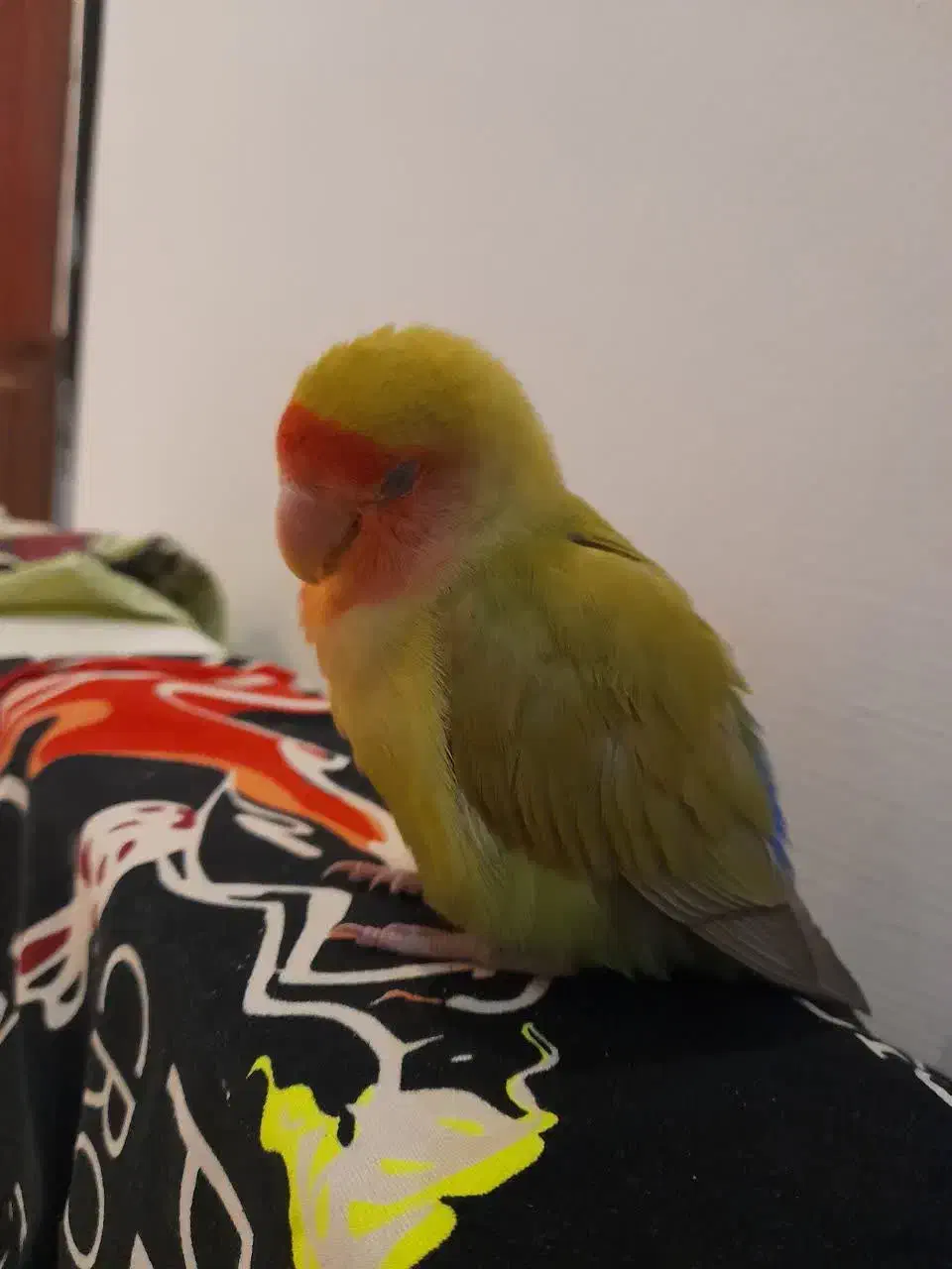 طوطی برزیلی۶ ماهه گمشده مژدگانی بسیاربالا|حیوانات|اندیشه, شهرک مریم|دیوار