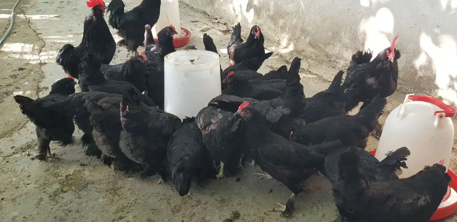 فروش جوجه و تخم نطفه دار مرندی|حیوانات مزرعه|ساری, |دیوار