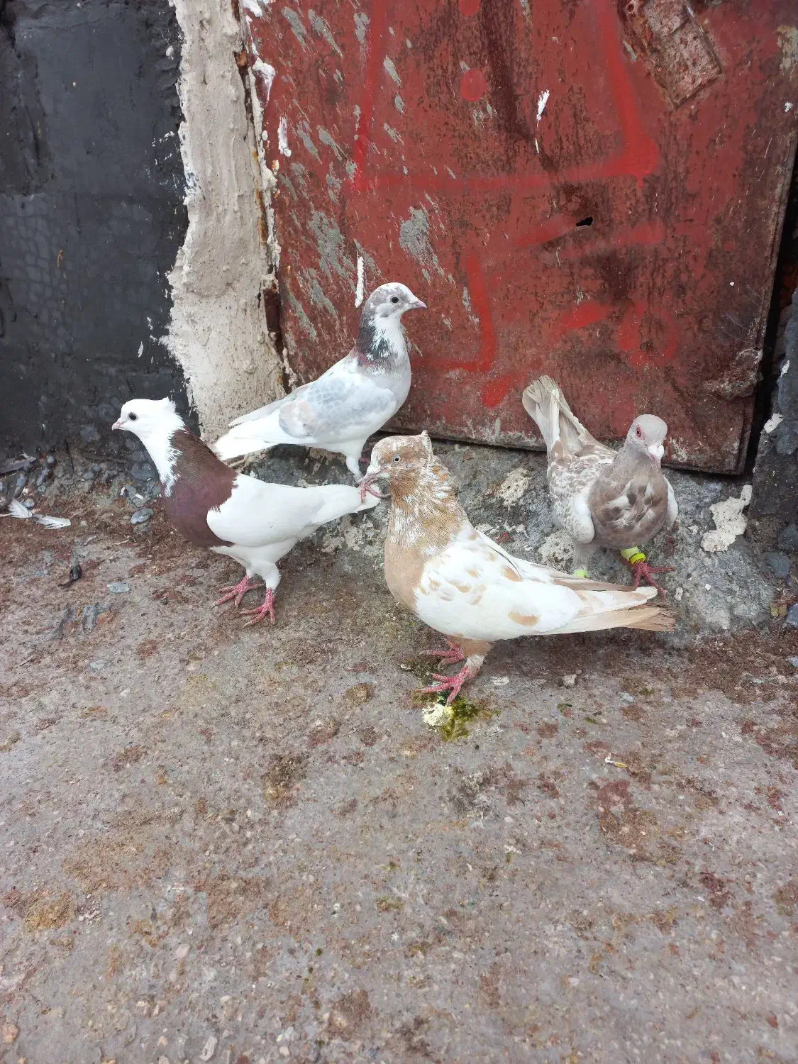 کفتر یا کبوتر|پرنده|مرودشت, مختارآباد|دیوار