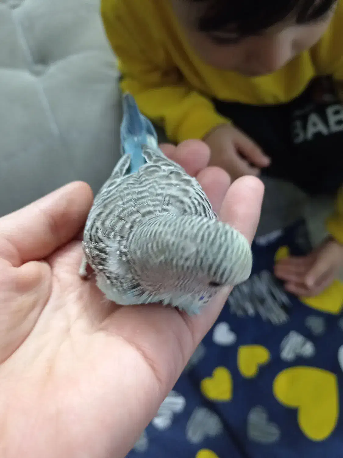 جوجه مرغ عشق|پرنده|مشهد, بهارستان|دیوار