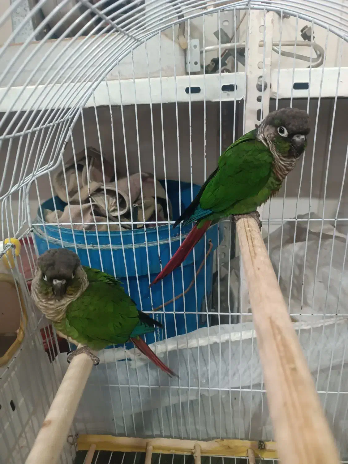 جفت گرینچیک|پرنده|بانه, |دیوار