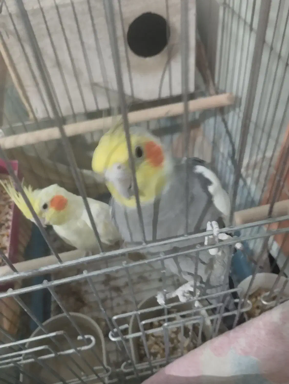 عروس هلندی زیبا|پرنده|فیروزآباد (فارس), |دیوار