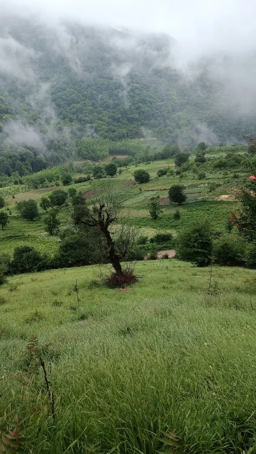 خونه باغ گردو ۱۰۰۰متری|فروش زمین و ملک کلنگی|فریم, |دیوار