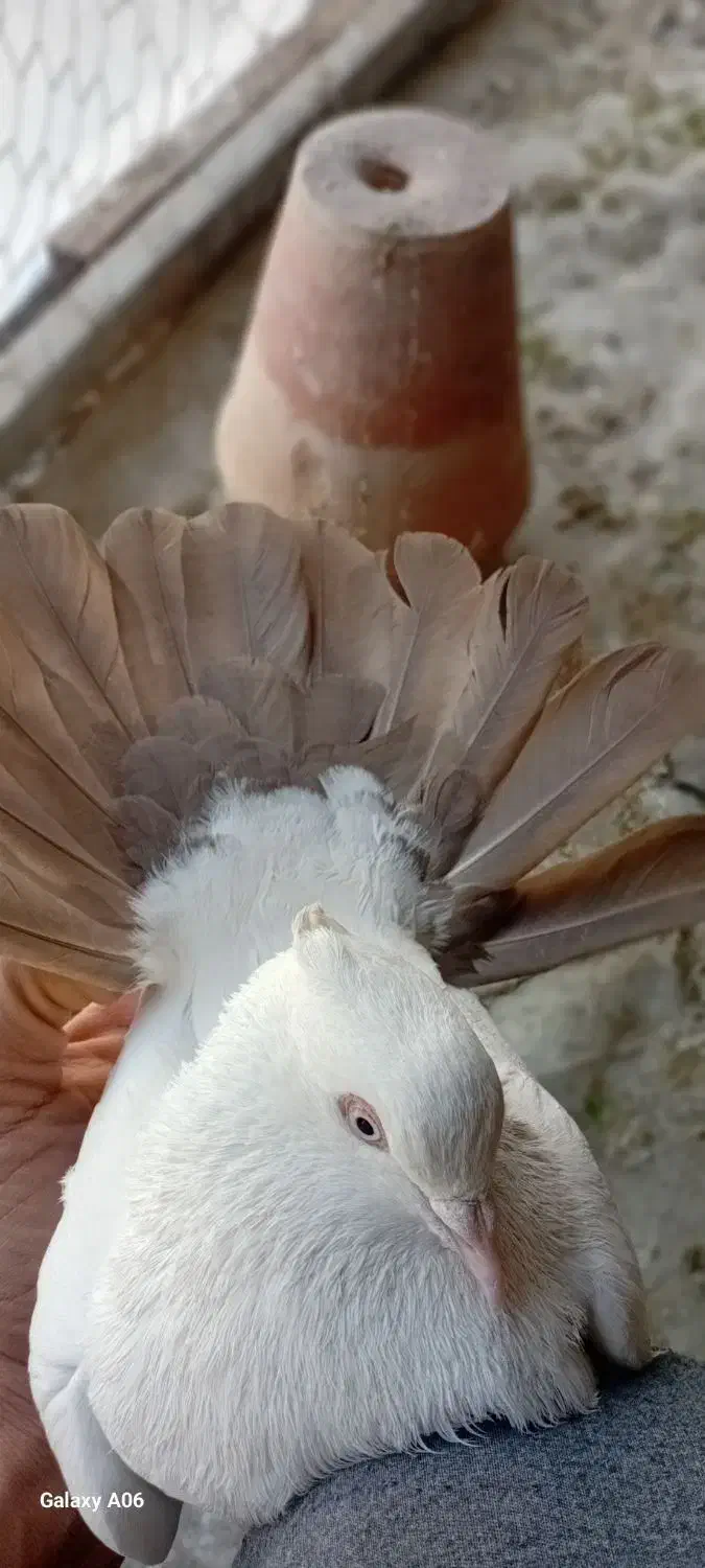 دمبی|پرنده|فلاورجان, |دیوار