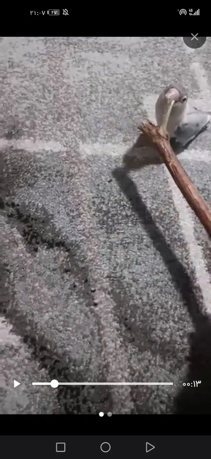 کوتوله برزیلی|پرنده|شیراز, کوی زهرا|دیوار