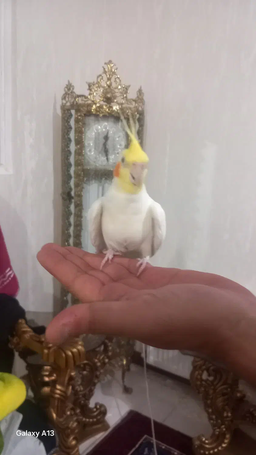 عروس هلندی زیبا وجوان وخونگرم قشنگ|پرنده|زنجان, |دیوار