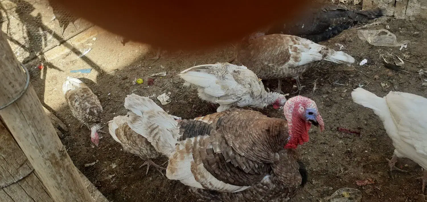 بوقلمون|حیوانات مزرعه|تاکستان, |دیوار