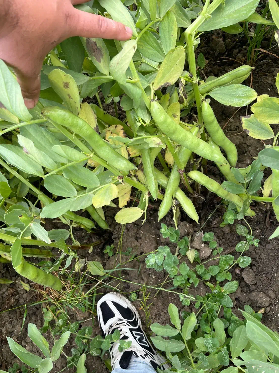 باقالا هیستال زود راس|عمدهفروشی|جویبار, |دیوار