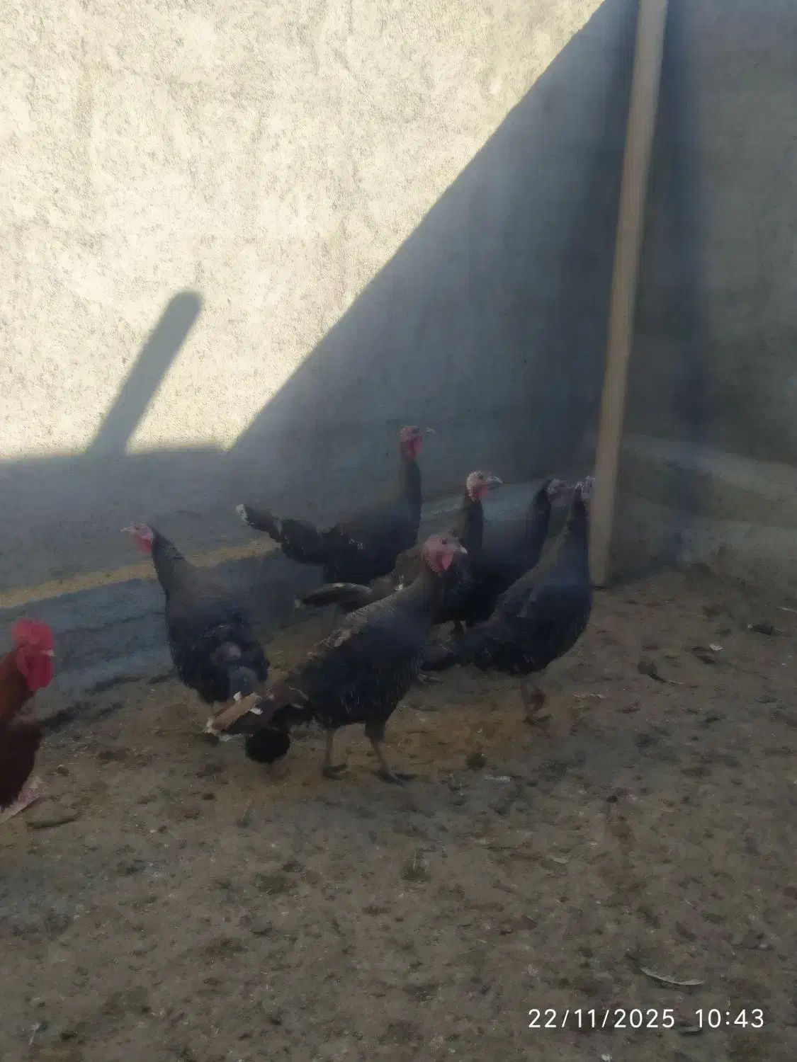 فروش بوقلمون ماده در میان راهان|حیوانات مزرعه|دینور, |دیوار