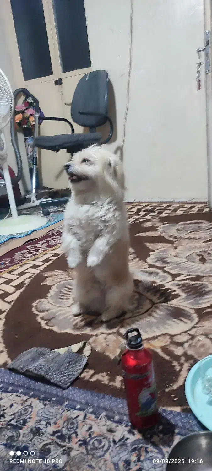 گم شده|حیوانات|شهرکرد, |دیوار